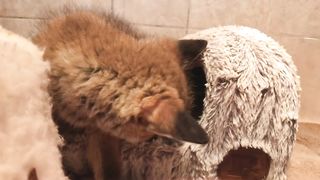 Cuan Wildlife Rescue_ Different but the same - fox and badger cubs.