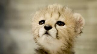 Girl saved baby cheetah from poachers and raised him in her home.