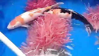 Koi ikan hisa