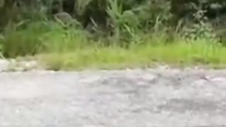 Monkey business