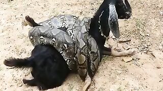 OMG Very Scary  Found  Big snack attack goat