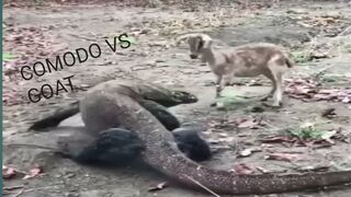 OMG!!!  Komodo vs Goat