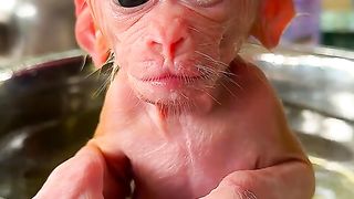 baby monkey
