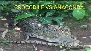 Crocodile attacking Pyton