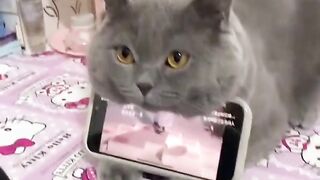 What can a cat be used for?