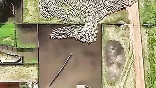 View of Sheep being herded, from a drone