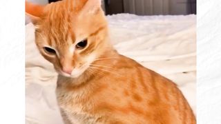 Cat funny
