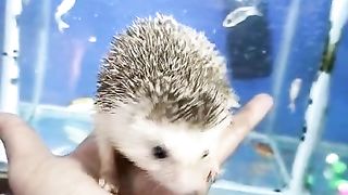 Animal ki video