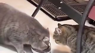 Relationship meme