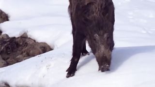 Не Троньте Их Детей_ Кабан - свирепая и бесстрашная лесная машина
