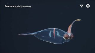 10 minutes of fascinating deep-sea animals _ Into The Deep.