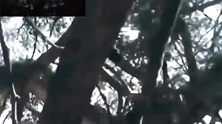 Biggest snake in the world