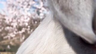 Does anyone know what this animal is?