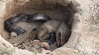 Le Serpent a commis une grosse erreur en entrant dans la maison de la Mangouste.