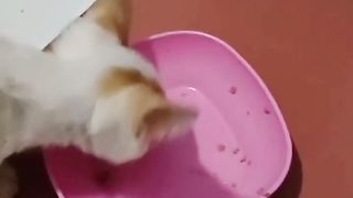 KELAPARAN - SEMOGA PUSS SUKA DENGAN MAKANANNYA