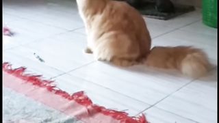 kucing umur 8 bulan udah bisa ngomong semoga terhibur ya