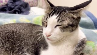 Cat purring