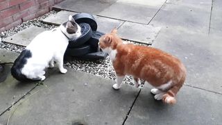 Cats talking to each other