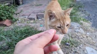 Cute hungry cats live in ruins