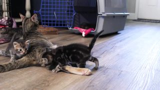 Mother cat calling her kittens to her