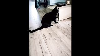 Cats creative good