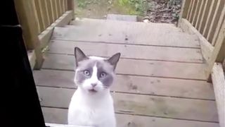 cat cutes