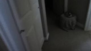 Siamese Kitten LOUDEST Purring