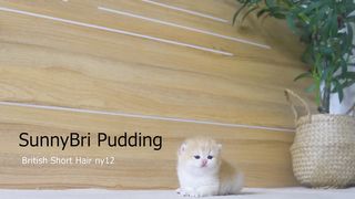Tiny Kitten Pudding is crying to find mother cat