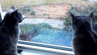 Two cats having a conversation