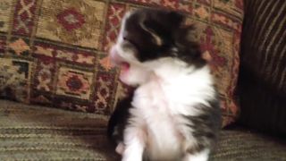 Two-Week Old Kitten Lets Out A Roar