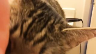 cat hungry
