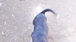 My dog