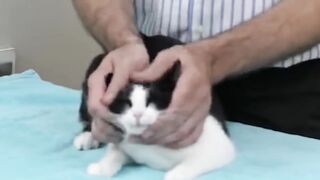 SQUISH THAT CAT