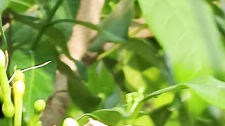 A small animal on the flower tree