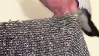 la guerre du piment ???? ????????source larchedefrançois sur Instagram