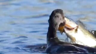 Can this bird swallow a fish bigger than its head