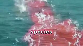 Killer Whales_ Intelligent Predators or Cold-Blooded Tormentors