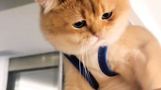 funny cats random