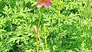 Yellow butterfly flower