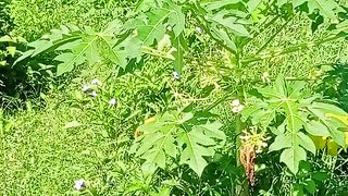 Young papaya tree white flower