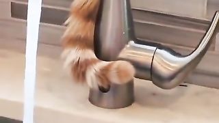 cat pouring water with its tail