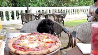 What is it like to have a dog in Singapore in 90 seconds?