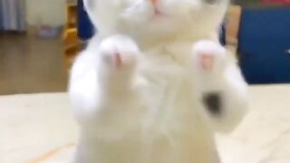 Lucu nya