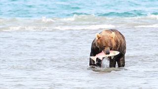 Bears eat fish in the river - Animal Kingdom