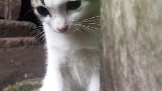 Khodam kucing putih