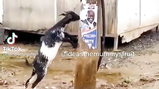 Even goat don't like nana Addo