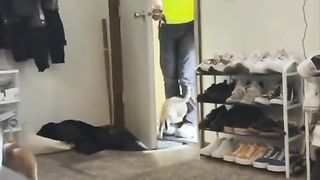Funny cat fight
