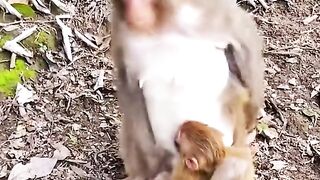 A cruel monkey mother looks after her child