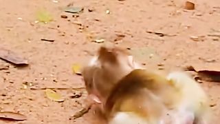 the monkey child cried loudly in fear
