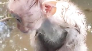 baby monkey got splashed